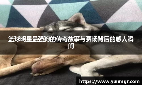 篮球明星最强狗的传奇故事与赛场背后的感人瞬间